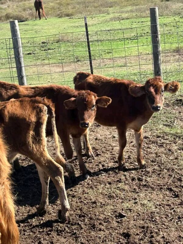 Jersey weaned calves