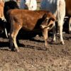 Jersey weaned calves