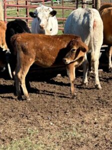Jersey weaned calves