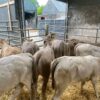 Charolais weaned calves
