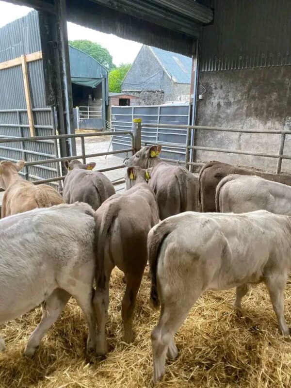 Charolais weaned calves