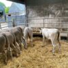 Charolais weaned calves