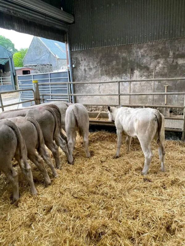Charolais weaned calves