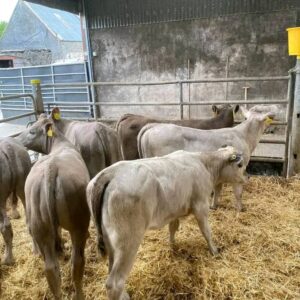 Charolais weaned calves