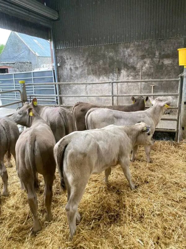 Charolais weaned calves