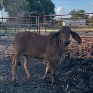 Weaned Brahma calves