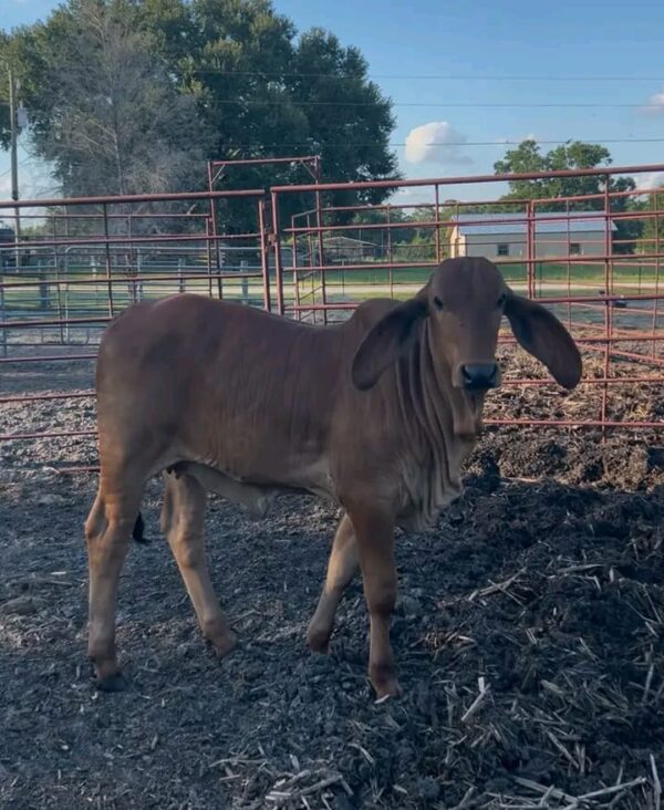 Weaned Brahma calves