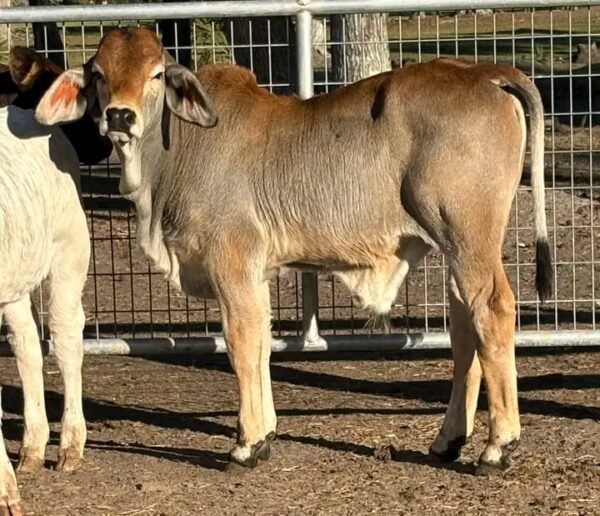 Weaned Brahma calves