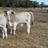 Weaned Brahma calves