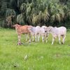 Weaned Brahma calves