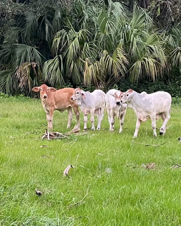 Weaned Brahma calves