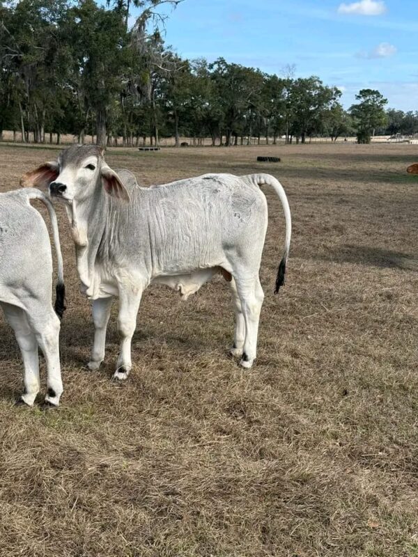 Weaned Brahma calves