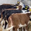 Hereford weaned calves