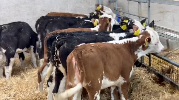 Hereford weaned calves