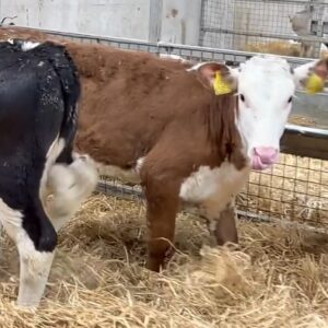 Hereford weaned calves