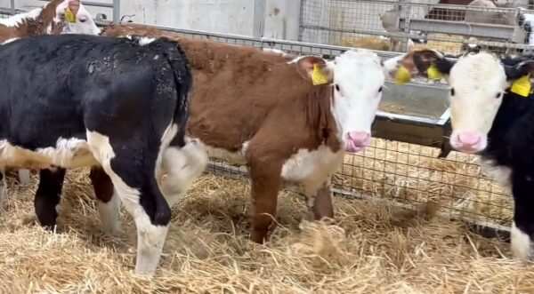 Hereford weaned calves