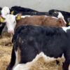 Hereford weaned calves