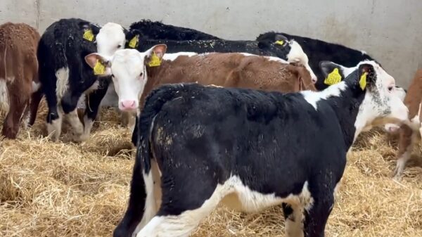 Hereford weaned calves