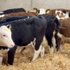 Hereford weaned calves