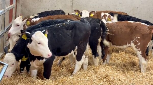 Hereford weaned calves