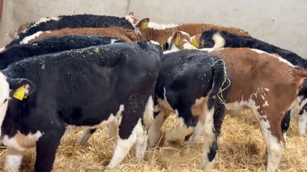 Hereford weaned calves