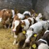 Weaned Simmental calves