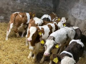 Weaned Simmental calves