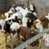 Weaned Simmental calves