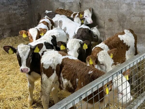 Weaned Simmental calves