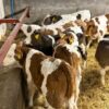 Weaned Simmental calves