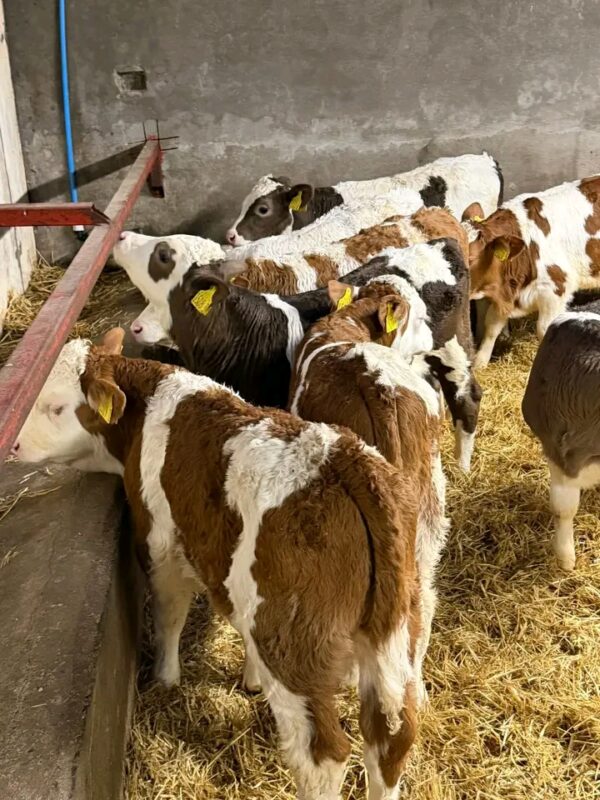Weaned Simmental calves