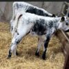 Weaned Speckle Park calves