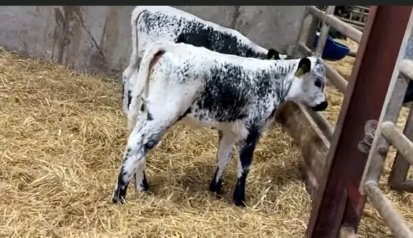 Weaned Speckle Park calves