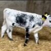 Weaned Speckle Park calves