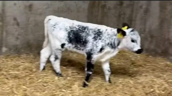 Weaned Speckle Park calves