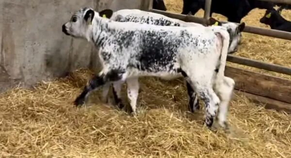 Weaned Speckle Park calves