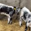 Weaned Speckle Park calves