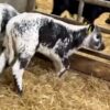 Weaned Speckle Park calves