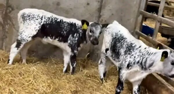 Weaned Speckle Park calves