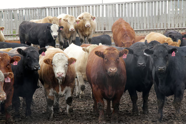 Beef Cattle — Watson Family Farm