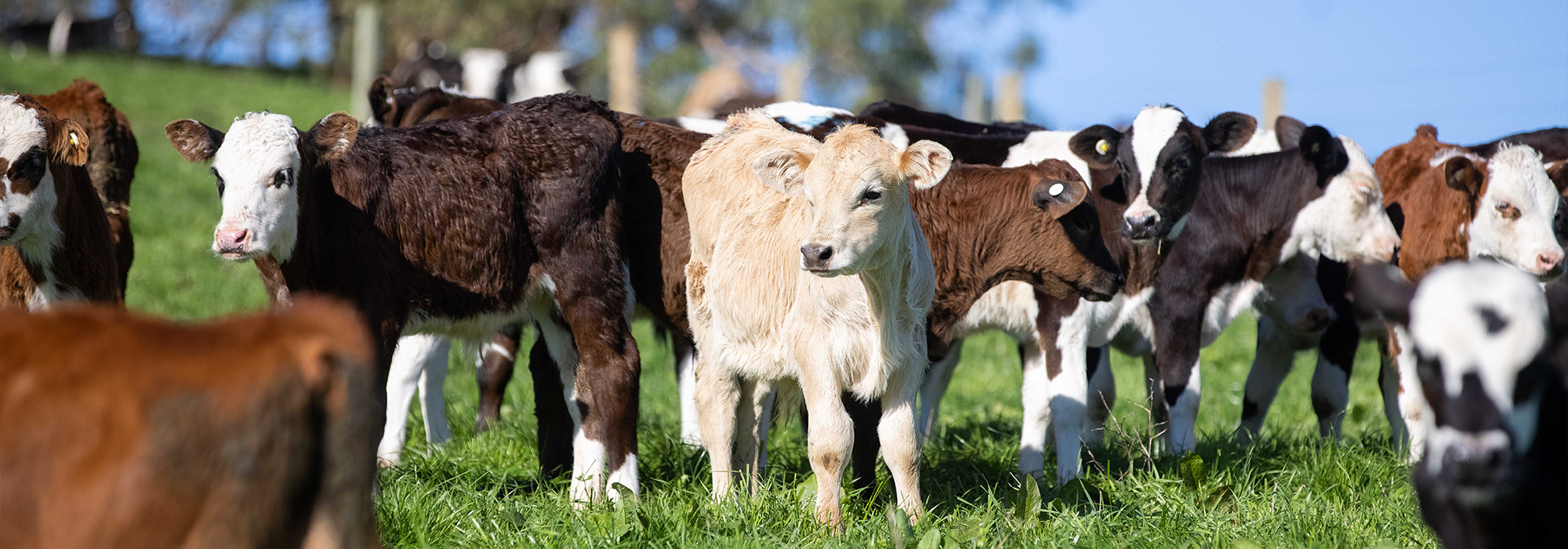 Watson Family Farm Calves